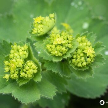 Frauenmantel ist eines der wichtigsten Heilkräuter für Frauen. Viele Heilanwendungen gehen aber über typische Frauenbeschwerden hinaus - lerne sie kennen!