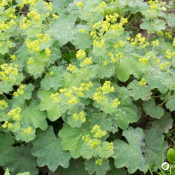 Frauenmantel ist eines der wichtigsten Heilkräuter für Frauen. Viele Heilanwendungen gehen aber über typische Frauenbeschwerden hinaus - lerne sie kennen!