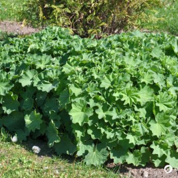 Frauenmantel ist eines der wichtigsten Heilkräuter für Frauen. Viele Heilanwendungen gehen aber über typische Frauenbeschwerden hinaus - lerne sie kennen!