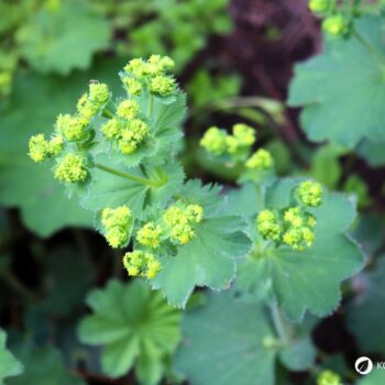 Frauenmantel ist eines der wichtigsten Heilkräuter für Frauen. Viele Heilanwendungen gehen aber über typische Frauenbeschwerden hinaus - lerne sie kennen!