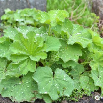 Frauenmantel ist eines der wichtigsten Heilkräuter für Frauen. Viele Heilanwendungen gehen aber über typische Frauenbeschwerden hinaus - lerne sie kennen!