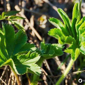 Frauenmantel ist eines der wichtigsten Heilkräuter für Frauen. Viele Heilanwendungen gehen aber über typische Frauenbeschwerden hinaus - lerne sie kennen!