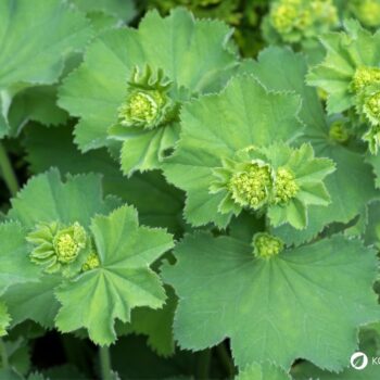 Frauenmantel ist eines der wichtigsten Heilkräuter für Frauen. Viele Heilanwendungen gehen aber über typische Frauenbeschwerden hinaus - lerne sie kennen!