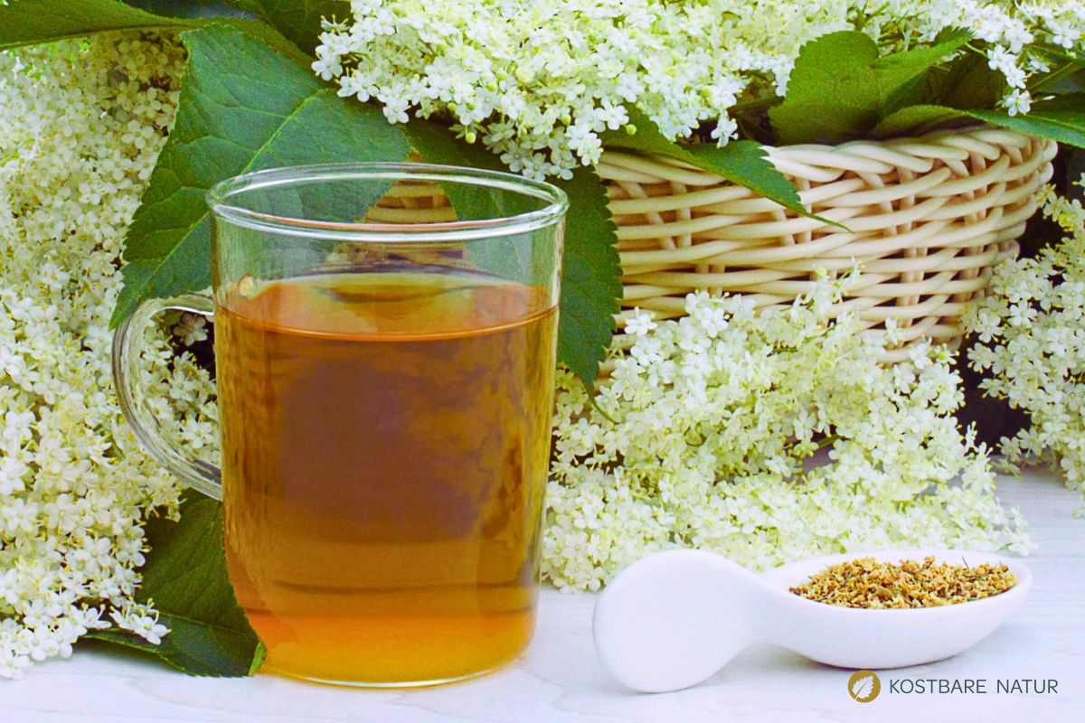 Holunderblüten sind in meinem Haushalt als Heilmittel unverzichtbar, sie helfen bei Fieber, Erkältungen, Grippe, Husten und vielem mehr. Eine einfache Anwendungsart ist Holunderblütentee. Aber warum kaufen, wenn du die Blüten kostenlos in Hülle und Fülle in der Natur, ohne Verpackung und weite Transportwege sammeln kannst?