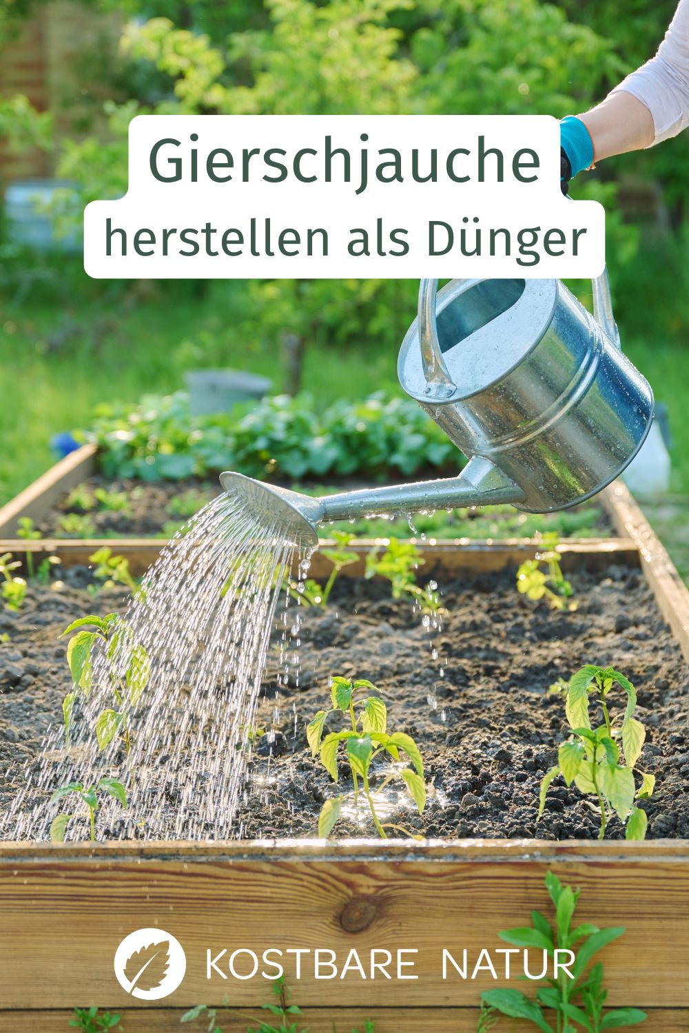 Der Giersch des Gärtners Feind? Statt ihn zu bekämpfen kannst du auch einen wertvollen Dünger aus seinen Blättern herstellen.