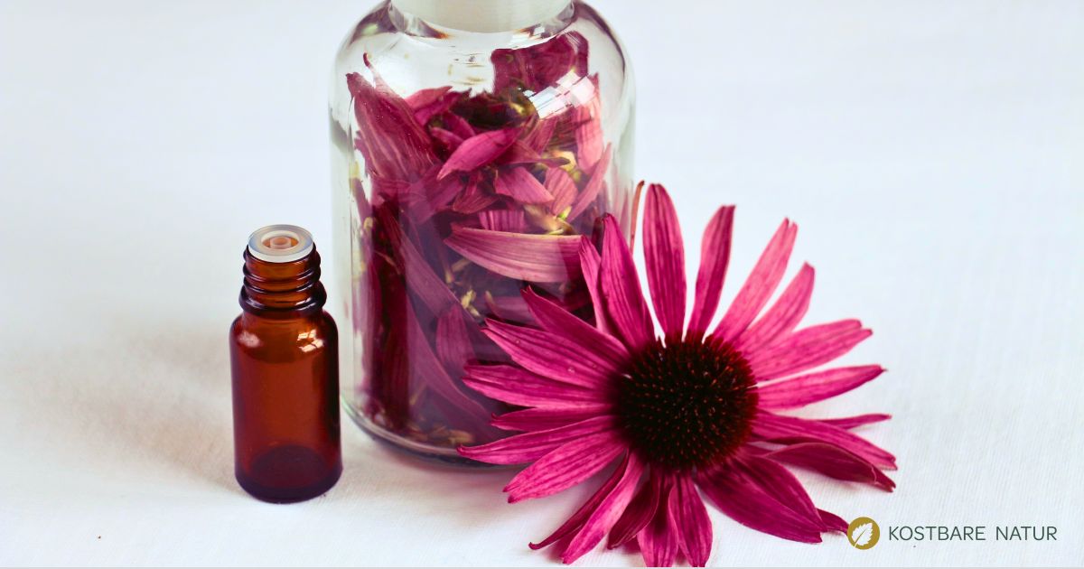 Um dein Immunsystem zu stärken und dich vor einer Erkältung zu schützen, kann eine Tinktur aus dem Roten Sonnenhut helfen.