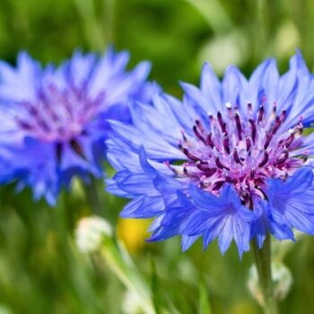 Die auffällige blaue Kornblume ist nicht nur hübsch anzusehen, sie kann auch in der Küche und für die Gesundheit genutzt werden.