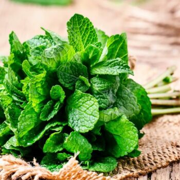 Die Pfefferminze ist eine beliebte Tee- und Gartenpflanze und ein bewahrtes Hausmittel gegen viele Beschwerden.