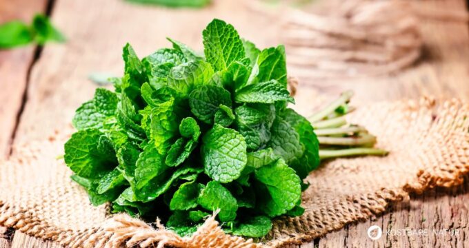 Die Pfefferminze ist eine beliebte Tee- und Gartenpflanze und ein bewahrtes Hausmittel gegen viele Beschwerden.