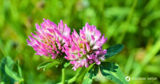 Der Rotklee ist weit verbreitet und wird als Glücksbringer betrachtet. Seine Stärke liegt aber in seinen gesunden Inhaltsstoffen.