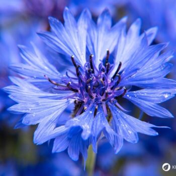 Die auffällige blaue Kornblume ist nicht nur hübsch anzusehen, sie kann auch in der Küche und für die Gesundheit genutzt werden.