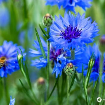 Die auffällige blaue Kornblume ist nicht nur hübsch anzusehen, sie kann auch in der Küche und für die Gesundheit genutzt werden.
