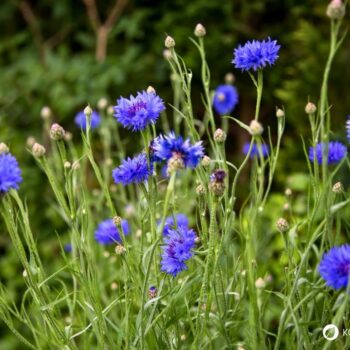 Die auffällige blaue Kornblume ist nicht nur hübsch anzusehen, sie kann auch in der Küche und für die Gesundheit genutzt werden.