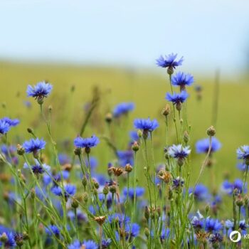 Die auffällige blaue Kornblume ist nicht nur hübsch anzusehen, sie kann auch in der Küche und für die Gesundheit genutzt werden.