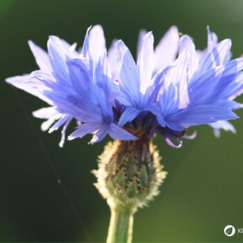 Die auffällige blaue Kornblume ist nicht nur hübsch anzusehen, sie kann auch in der Küche und für die Gesundheit genutzt werden.