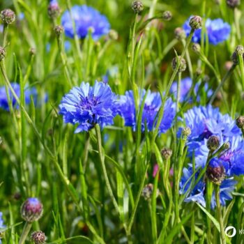 Die auffällige blaue Kornblume ist nicht nur hübsch anzusehen, sie kann auch in der Küche und für die Gesundheit genutzt werden.