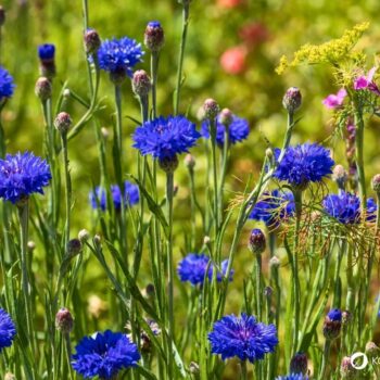 Die auffällige blaue Kornblume ist nicht nur hübsch anzusehen, sie kann auch in der Küche und für die Gesundheit genutzt werden.