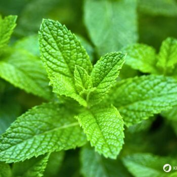 Die Pfefferminze ist eine beliebte Tee- und Gartenpflanze und ein bewahrtes Hausmittel gegen viele Beschwerden.