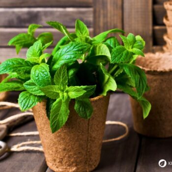 Die Pfefferminze ist eine beliebte Tee- und Gartenpflanze und ein bewahrtes Hausmittel gegen viele Beschwerden.