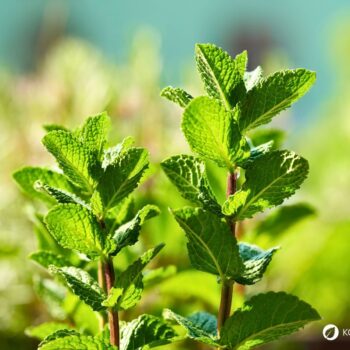 Die Pfefferminze ist eine beliebte Tee- und Gartenpflanze und ein bewahrtes Hausmittel gegen viele Beschwerden.