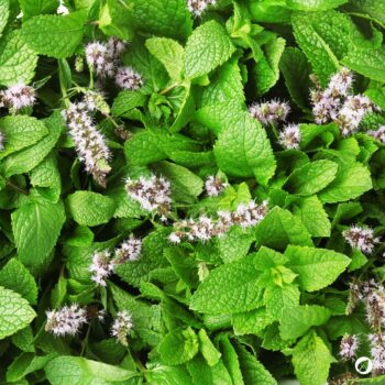 Die Pfefferminze ist eine beliebte Tee- und Gartenpflanze und ein bewahrtes Hausmittel gegen viele Beschwerden.