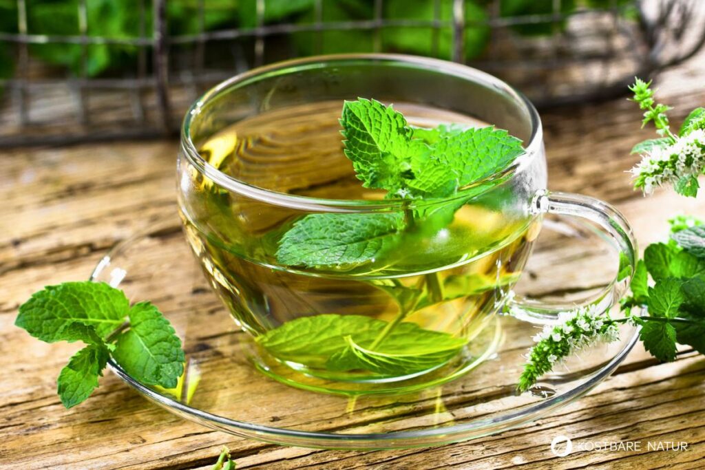 Die Pfefferminze ist eine beliebte Tee- und Gartenpflanze und ein bewahrtes Hausmittel gegen viele Beschwerden.
