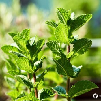 Die Pfefferminze ist eine beliebte Tee- und Gartenpflanze und ein bewahrtes Hausmittel gegen viele Beschwerden.
