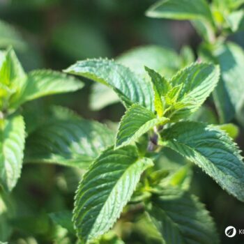 Die Pfefferminze ist eine beliebte Tee- und Gartenpflanze und ein bewahrtes Hausmittel gegen viele Beschwerden.