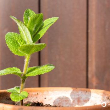 Die Pfefferminze ist eine beliebte Tee- und Gartenpflanze und ein bewahrtes Hausmittel gegen viele Beschwerden.