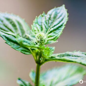 Die Pfefferminze ist eine beliebte Tee- und Gartenpflanze und ein bewahrtes Hausmittel gegen viele Beschwerden.