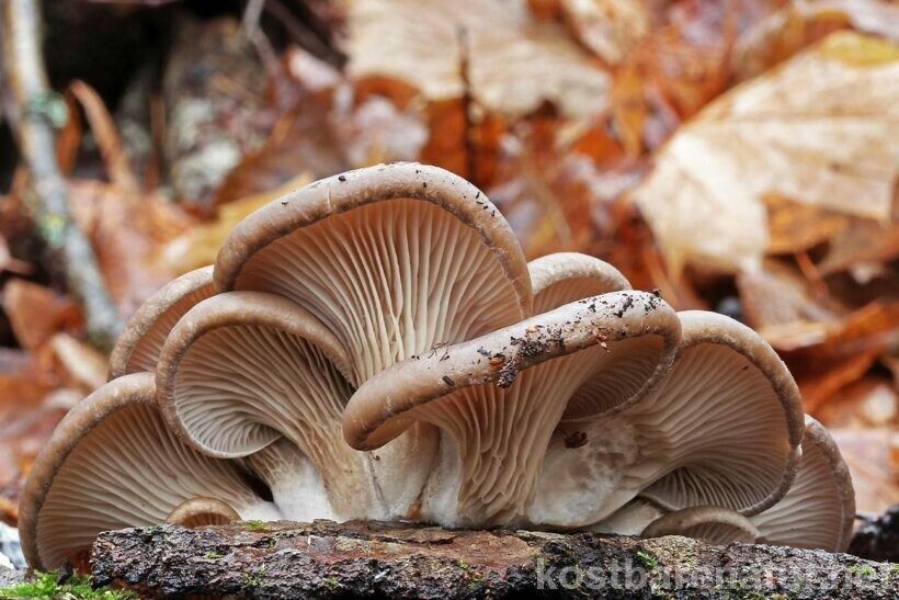 Pilze sammeln ist etwas, das du das ganze Jahr hinweg genießen kannst. Wann die gängigsten heimischen Pilze Saison haben, kannst du hier nachlesen.