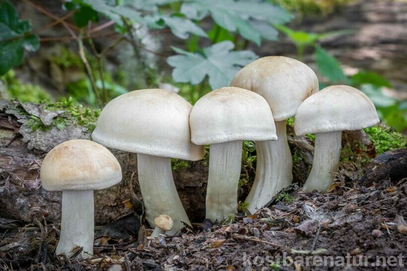 Pilze sammeln ist etwas, das du das ganze Jahr hinweg genießen kannst. Wann die gängigsten heimischen Pilze Saison haben, kannst du hier nachlesen.