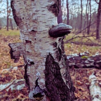 Seit der Steinzeit wird der Birkenporling als Vitalpilz verwendet. Neuerdings erregen seine antioxidativen Eigenschaften das Interesse.