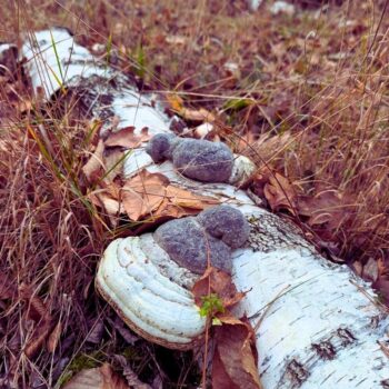 Seit der Steinzeit wird der Birkenporling als Vitalpilz verwendet. Neuerdings erregen seine antioxidativen Eigenschaften das Interesse.