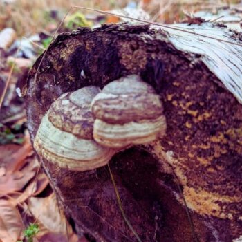Seit der Steinzeit wird der Birkenporling als Vitalpilz verwendet. Neuerdings erregen seine antioxidativen Eigenschaften das Interesse.