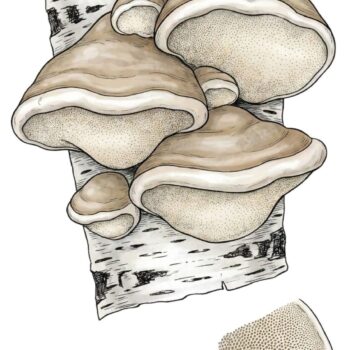 Seit der Steinzeit wird der Birkenporling als Vitalpilz verwendet. Neuerdings erregen seine antioxidativen Eigenschaften das Interesse der Wissenschaft.