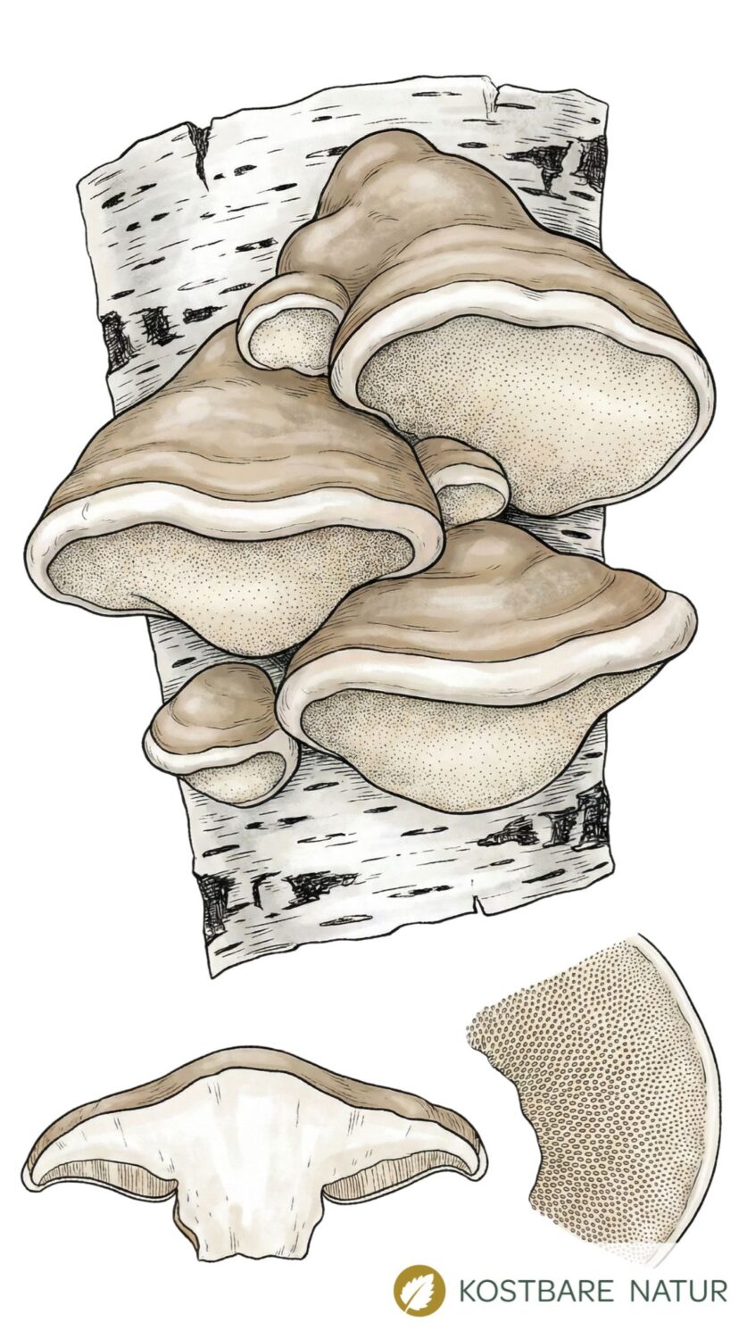 Seit der Steinzeit wird der Birkenporling als Vitalpilz verwendet. Neuerdings erregen seine antioxidativen Eigenschaften das Interesse der Wissenschaft.