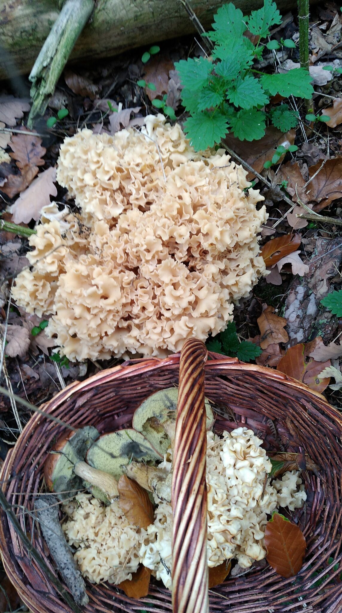 Krause Glucke Kostbare Natur