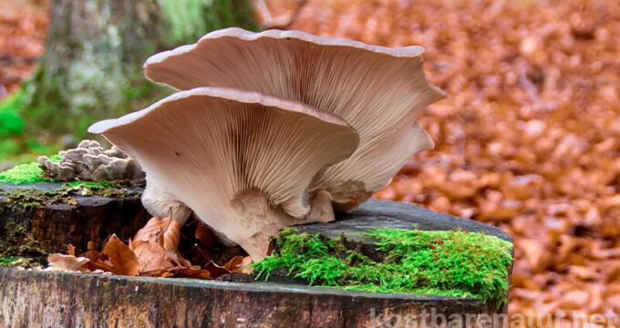 Der Austernpilz gilt nicht nur als ausgezeichneter Fleischersatz in der Küche, sondern auch als heilkräftiger Vitalpilz in der Naturheilkunde und TCM.