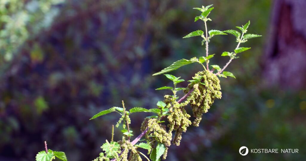 Brennnesselsamen liefern wertvolle Mineralstoffe und Eiwei&szlig;, haben zahlreich heilsame Eigenschaften und lassen sich vielseitig nutzen.