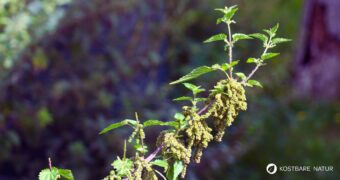 Brennnesselsamen liefern wertvolle Mineralstoffe und Eiweiß, haben zahlreich heilsame Eigenschaften und lassen sich vielseitig nutzen.