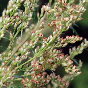 Gemeiner Beifuß (Artemisia vulgaris): Wirkung, Anwendung, Rezepte & Anbau – entdecke das alte Frauenkraut neu für Küche, Heilkunde & Garten.