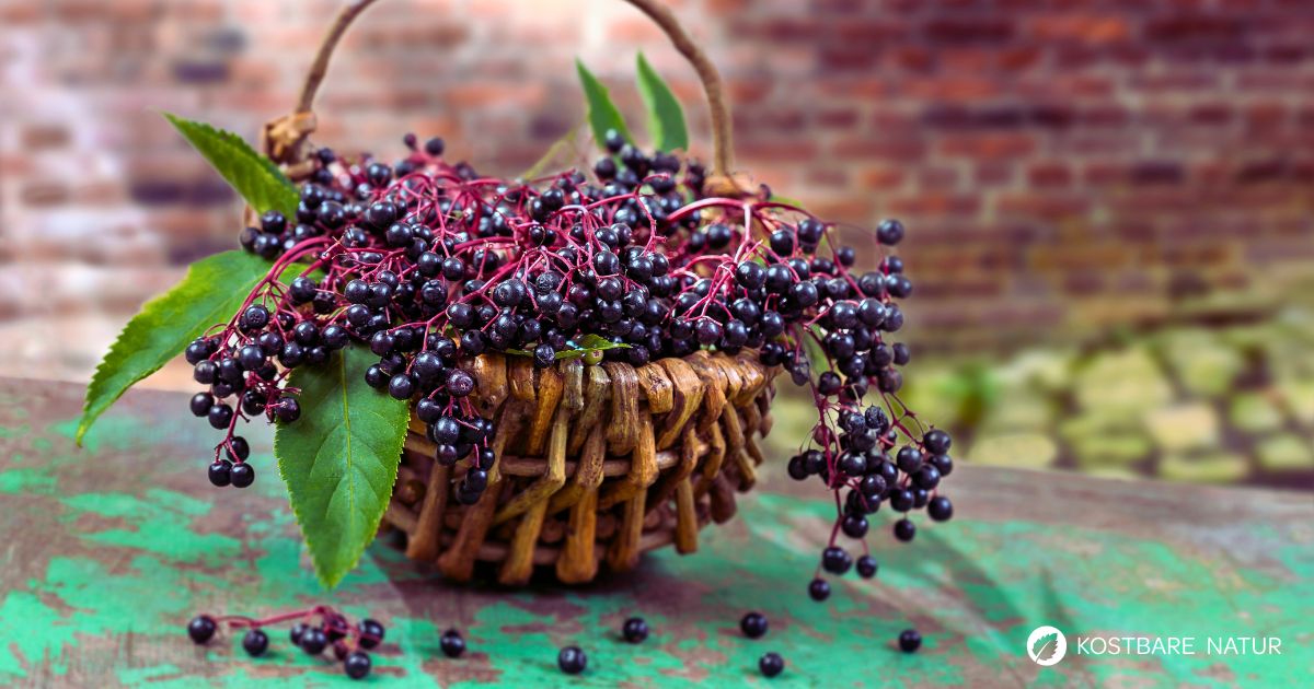 Sind Holunderbeeren giftig? Wenn du sie nicht verarbeitest, ja! In diesem Artikel erfährst du, was du beachten solltest.