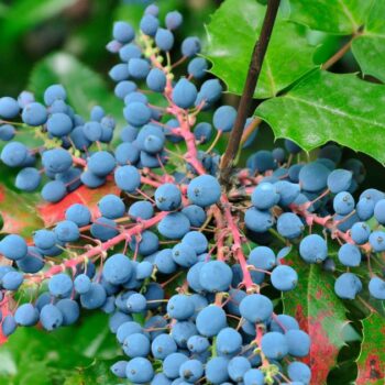 Mahonie – vielseitiger Strauch mit heilender Kraft: Entdecke Anwendung, Wirkung und Rezepte rund um die Wildpflanze mit Berberin.