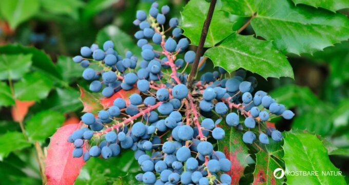 Mahonie – vielseitiger Strauch mit heilender Kraft: Entdecke Anwendung, Wirkung und Rezepte rund um die Wildpflanze mit Berberin.