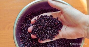 Entdecke unsere fünf liebsten Rezepte mit schmackhaften und vitalstoffreichen Holunderbeeren. Sie lassen sich einfach zubereiten.