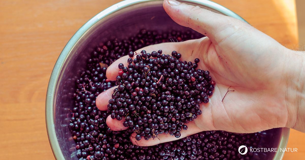 Entdecke unsere fünf liebsten Rezepte mit schmackhaften und vitalstoffreichen Holunderbeeren. Sie lassen sich einfach zubereiten.