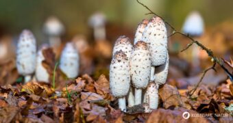 Der Schopftintling ist ein schwarz zerfließender Pilz. Dabei verfügt er über vielfältige kulinarische und heilende Eigenschaften.