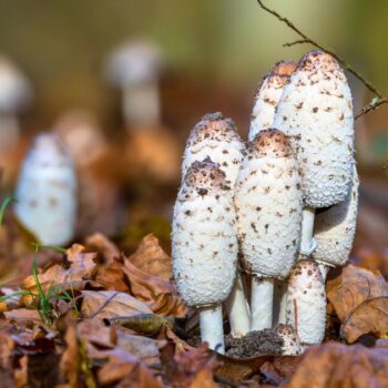 Der Schopftintling ist ein schwarz zerfließender Pilz. Dabei verfügt er über vielfältige kulinarische und heilende Eigenschaften.