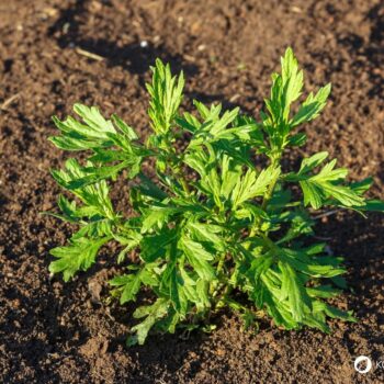 Gemeiner Beifuß (Artemisia vulgaris): Wirkung, Anwendung, Rezepte & Anbau – entdecke das alte Frauenkraut neu für Küche, Heilkunde & Garten.